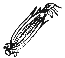 Indian Election Symbol Maize.svg