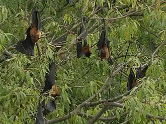 Flying foxes