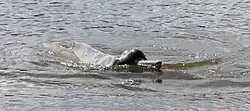 Araguaian river dolphin