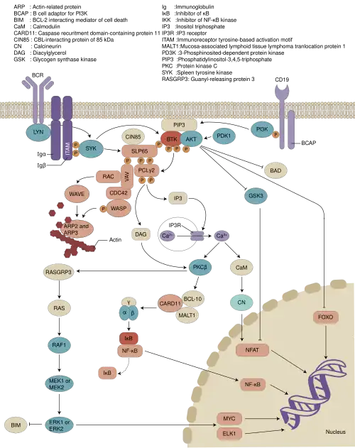 Involvement of BTK in B cell receptor signaling