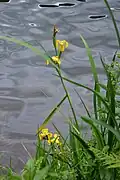 Yellow iris, Lake Retournemer.