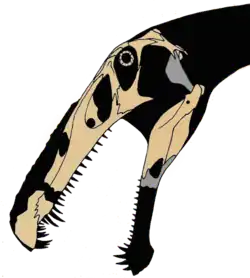 Skull bones from Irritator and Angaturama plotted onto a silhouette of the head, by paleontologist Jaime A. Headden