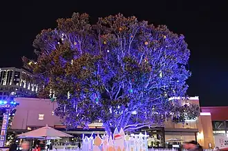 The stage for Disney Magical Holiday Lights