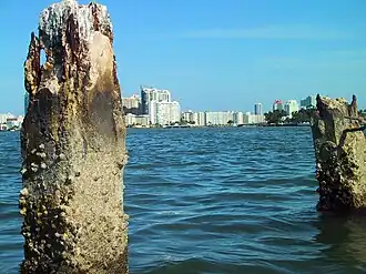 1927 sea wall pilings from the failed Isola di Lolando construction project in Miami Beach, Florida