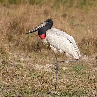 Jabiru (Jabiru mycteria) 2.JPG