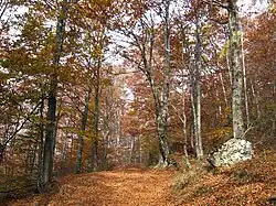 Mountain Jablanik in autumn