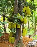 Jackfruits in Anakkara