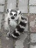 Julian the ring tailed lemur