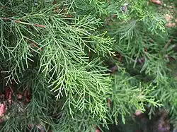 State Tree of Kyrgyzstan