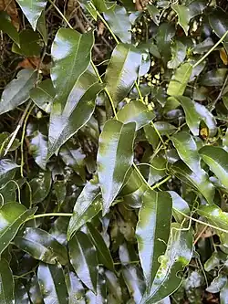 Passiflora tetrandra