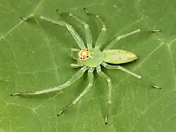 Mature female specimen, pictured in Greenville County, South Carolina
