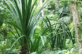 Karagumoy in the forest