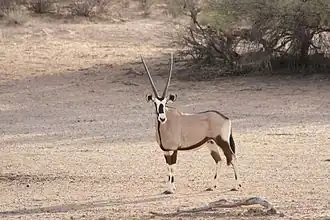 The gemsbok or oryx, for which the original parks were named, standing in a dry riverbed