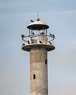 Top (lantern room and cupola) of Kiipsaare Lighthouse occupied by cormorants, 2023