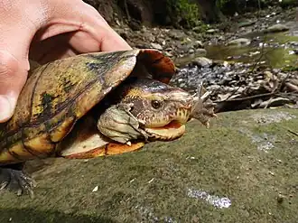 K. s. scorpioides, Bolívar, Colombia
