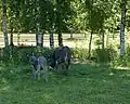 Donkeys at Kirjurinluoto