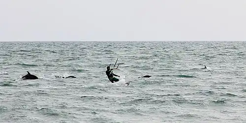 Black sea common dolphins with a kite-surfer off beach