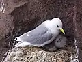 Kittiwake with chicks, Iceland