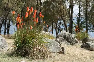 A clump on the shore of Lake Jindabyne in Australia, where it has become an invasive species