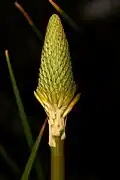 Young inflorescence