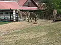 Zebras at the Košice zoo in Kavečany