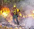 Park staff conducting a prescribed burn.