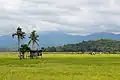 A paddy field in Kota Belud.