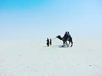 Camel ride in the Rann of Kutch