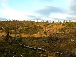 The wetland area towards Langvatnet