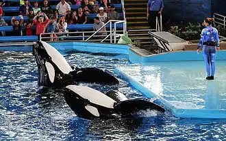 Kyuquot (back) and Tuar (front) perform at Shamu Theater during "One Ocean"
