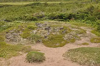 The prehistoric burial mound at L'Anse Amour[6]