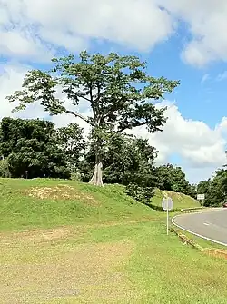 A Ceiba tree in Mamey at Expreso la Muda
