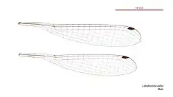 Male Labidiosticta vallisi wings