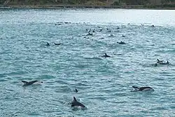 Large group of dolphins