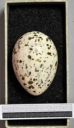 egg