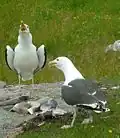 Great black-backed gulls displaying