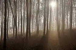 Forest in the morning fog, Czernichów commune, Lesser Poland Voivodeship