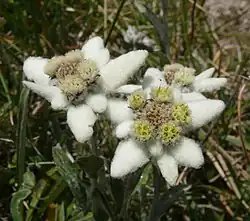 Late season version with "fat" appearance from flowered-out central floret-pods and from longer petal-"fuzz".[12] Specimen found in the Stubai Alps.[13]