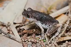 Picture of a frog