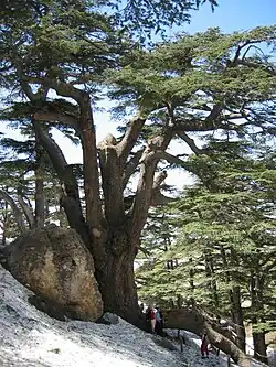 "Cedars of God", Bsharri