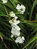 Libertia chinensis