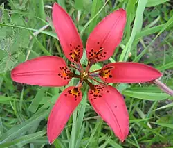 Dark red flower with a few black spots towards the base of the six tepals