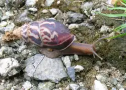 Photo of a large brown snail with white markings on its shell
