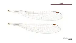Female Lithosticta macra wings