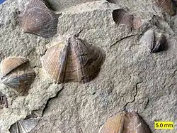 Bivalves (Aviculopecten) and brachiopods (Syringothyris) in the Logan Formation in Wooster, Ohio.