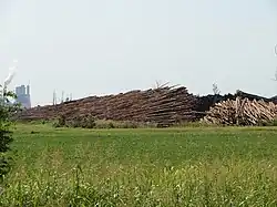 Felled trees sit in stacks outside of Pine Bluff