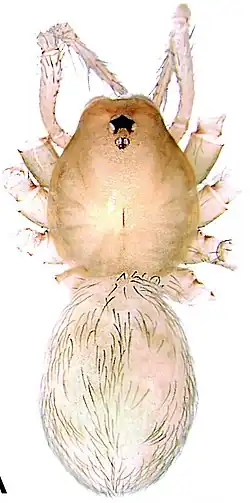 Image of Longileptoneta jirisan, female