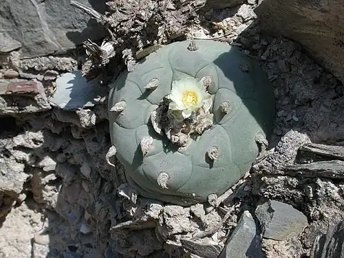 Blooming plant in habitat near Vizarron, Quéretaro, Mexico.