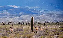 Los Cardones National Park, a warm desert