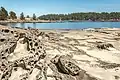 Low tide reveals the eroded sandstone beach at Drumbeg Provincial Park